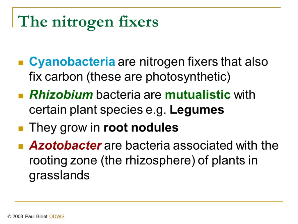 The nitrogen fixers Cyanobacteria are nitrogen fixers that also fix carbon (these are photosynthetic)